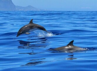 Whale watching all’isola d’Elba