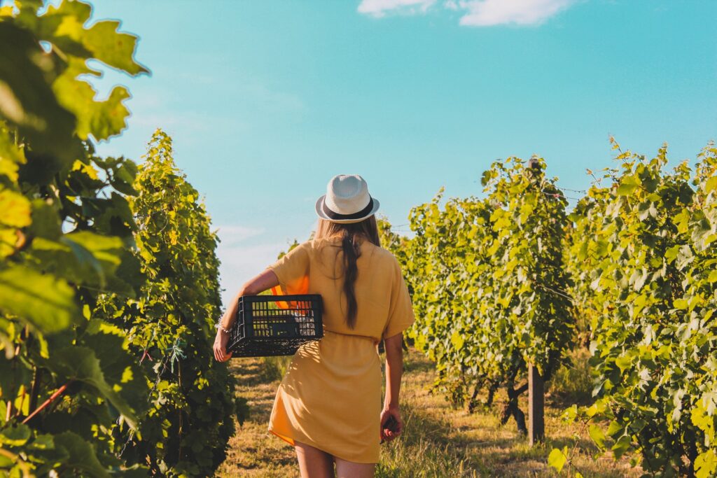 Dal 1° settembre i wine lover sono invitati nei vigneti del Friuli. Per vendemmiare e degustare doc e prodotti tipici. Ospiti dei vignaioli