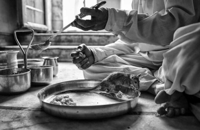 Rajasthan, nel Karni Mata Temple il topo è… il top