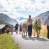 A Livigno e Trepalle torna a rivivere l’antica Transumanza