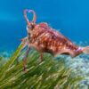 Posidonia, un patrimonio (d’ossigeno) da salvare