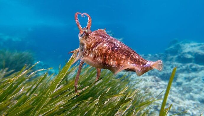 Posidonia, un patrimonio (d’ossigeno) da salvare