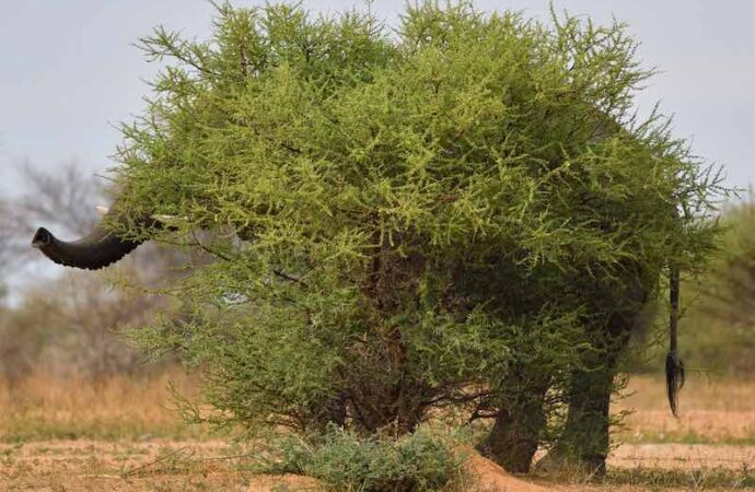 Un elefante gioca a nascondino nella savana