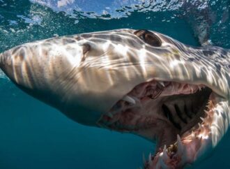 Immergiamoci nel blu con l’esploratore degli oceani