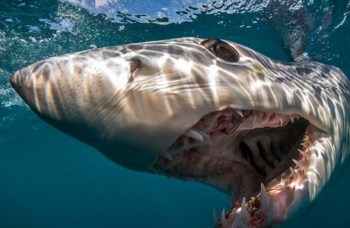 Immergiamoci nel blu con l’esploratore degli oceani