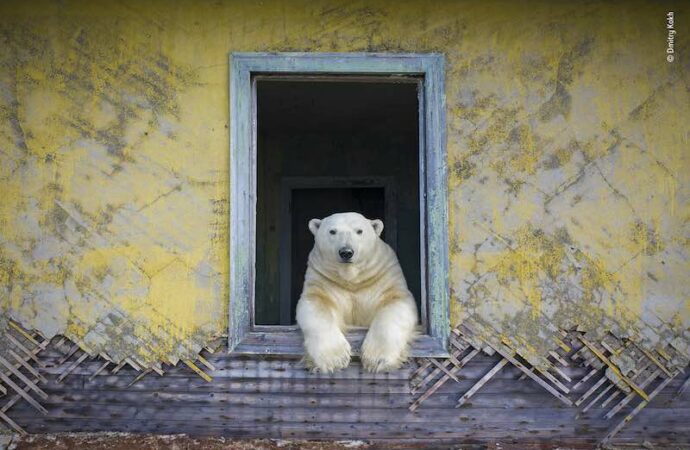 Benvenuti in una mostra fotografica davvero… bestiale!