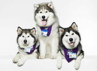 Dogs with Jobs, cani con una mission: aiutarci
